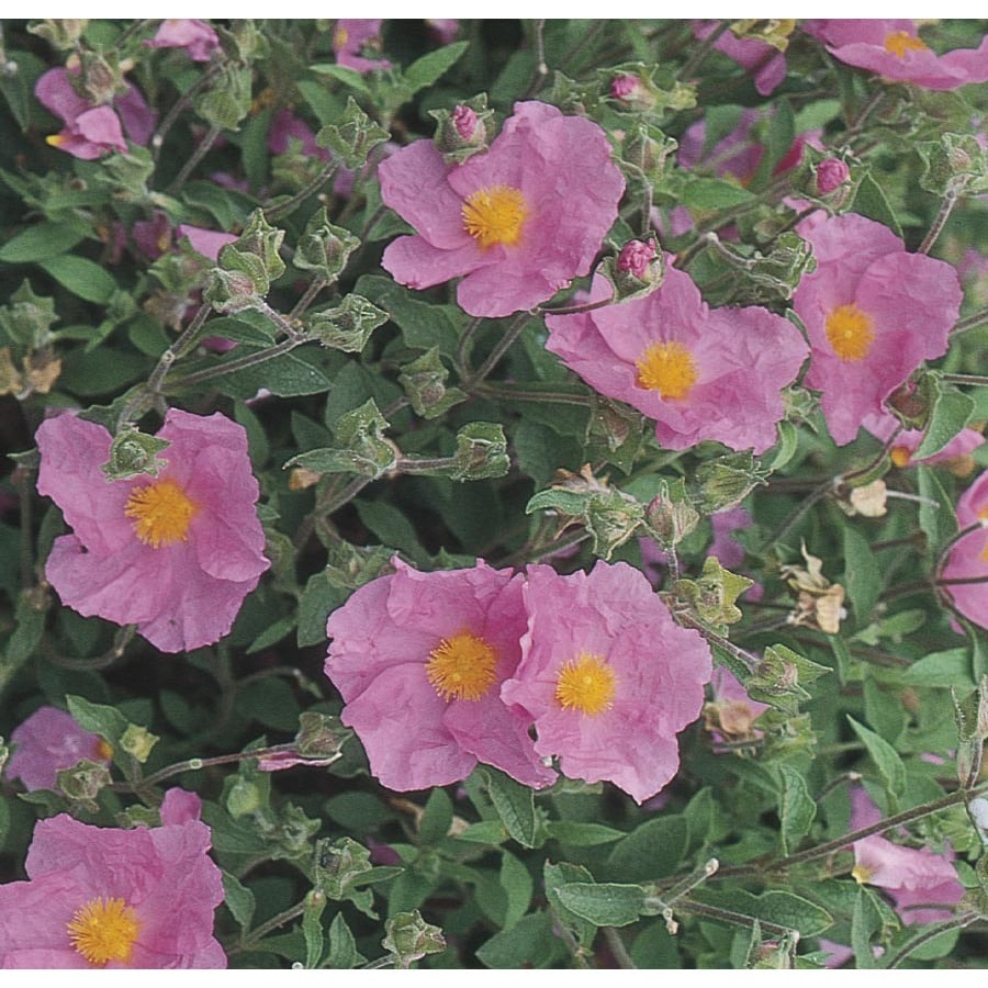 Lowe's NURSERY Rock Rose Accent Shrub in In pot (with soil) with Pink Blooms