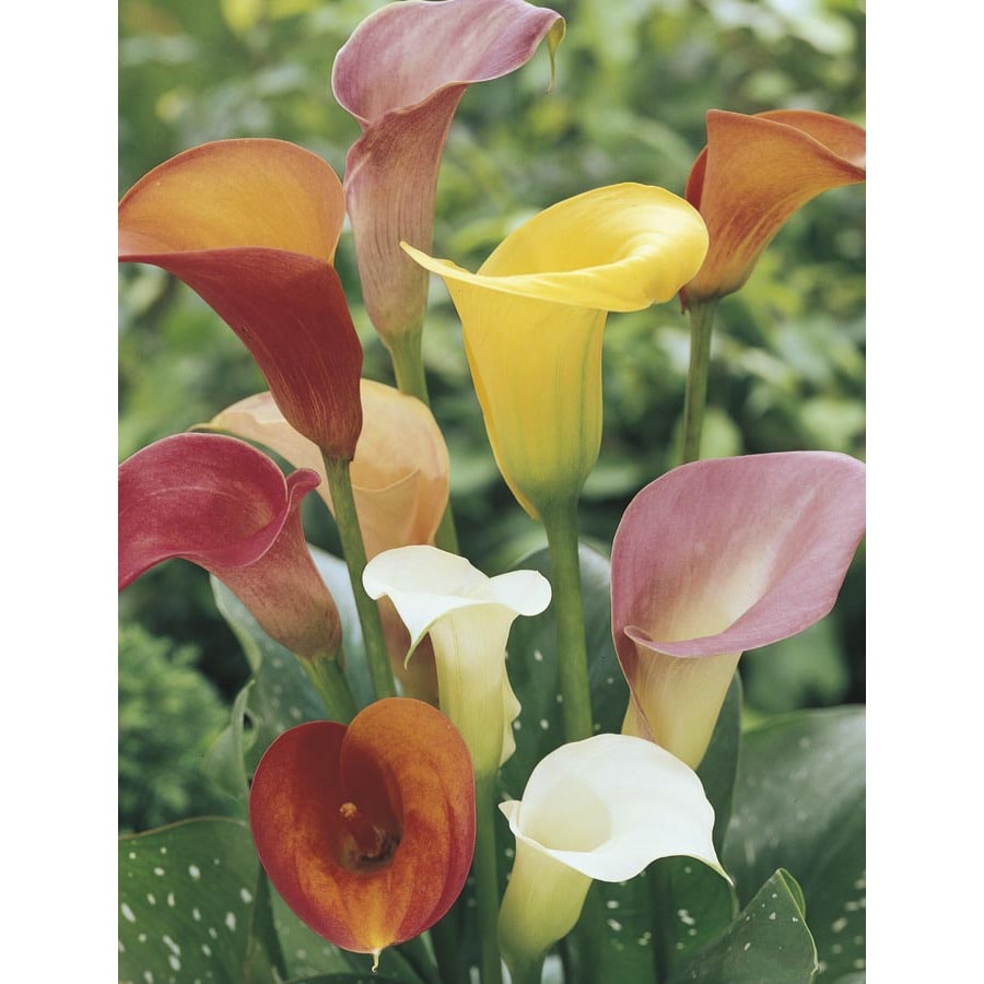 Lowe's Multicolor Calla Lily Plant in 2.5 -Quart Pot in the Perennials  department at Lowes.com, image size:900x900