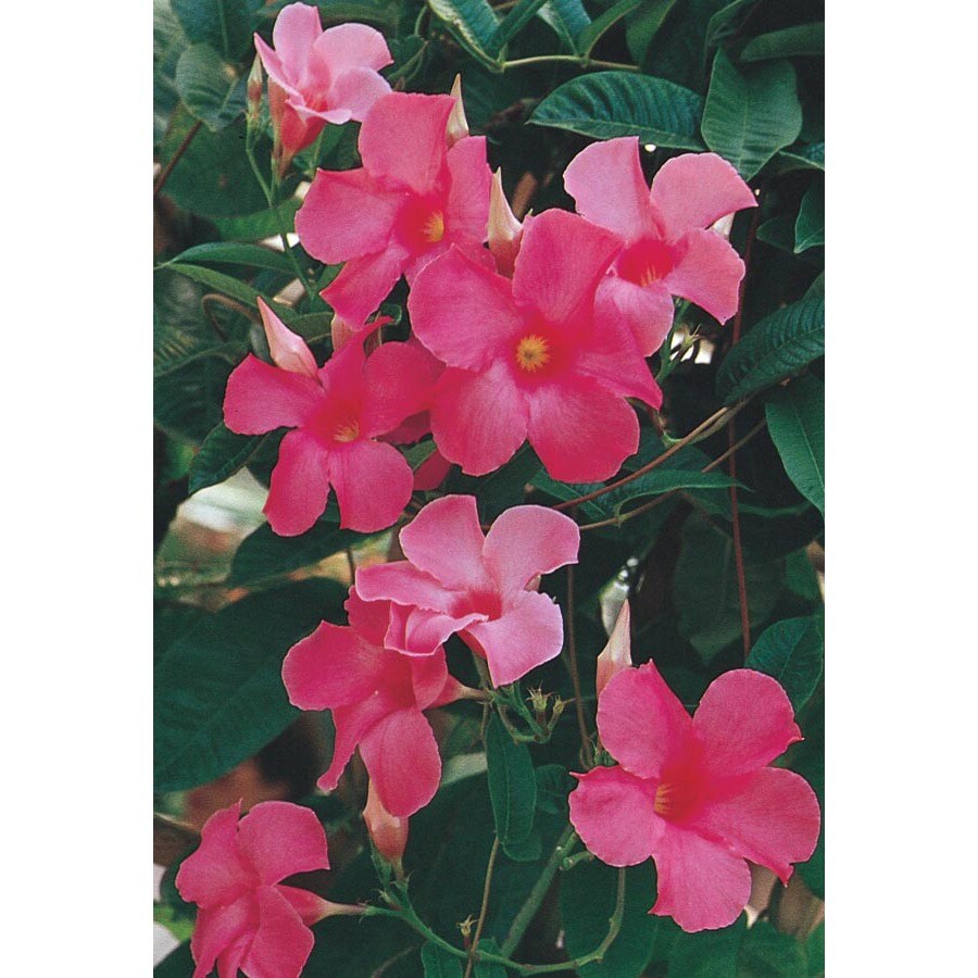 Lowe's NURSERY Red Sun Parasol Crimson Mandevilla Plant in 2.50 -Quart Pot