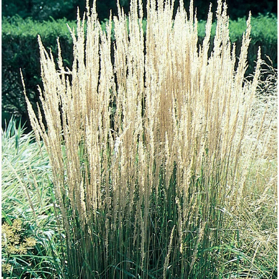 3.25-Gallon Feather Reed Grass (L24894) at Lowes.com