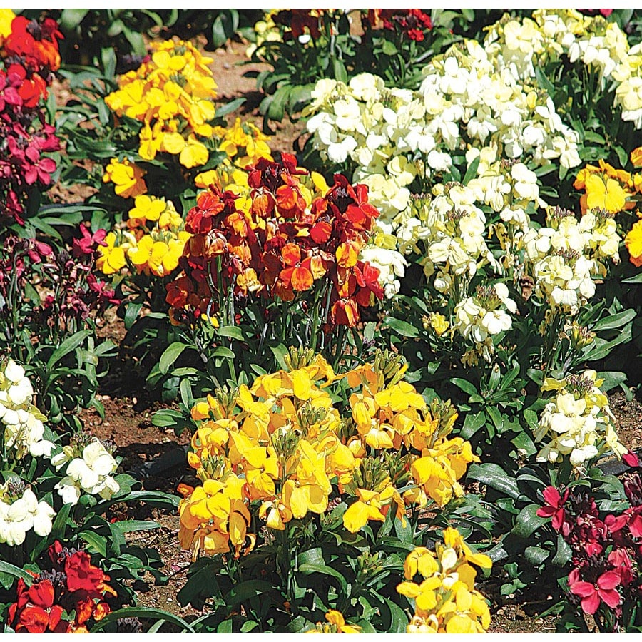 3.25Gallon Multicolor Wallflower in Pot (Lw04008) in the Annuals