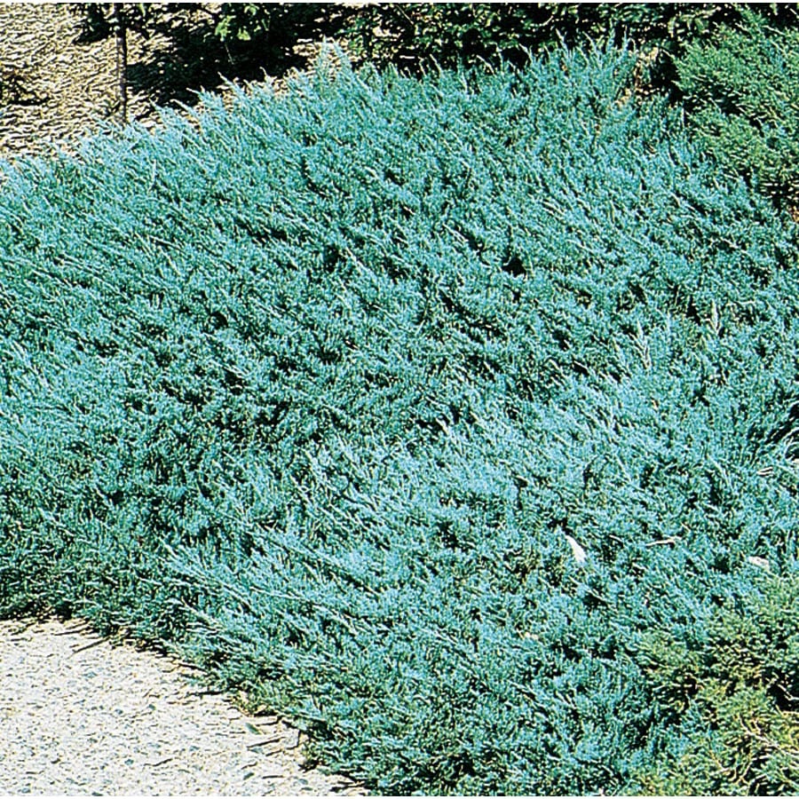 3Gallon Blue Chip Juniper Accent Shrub in Pot (L3784) at