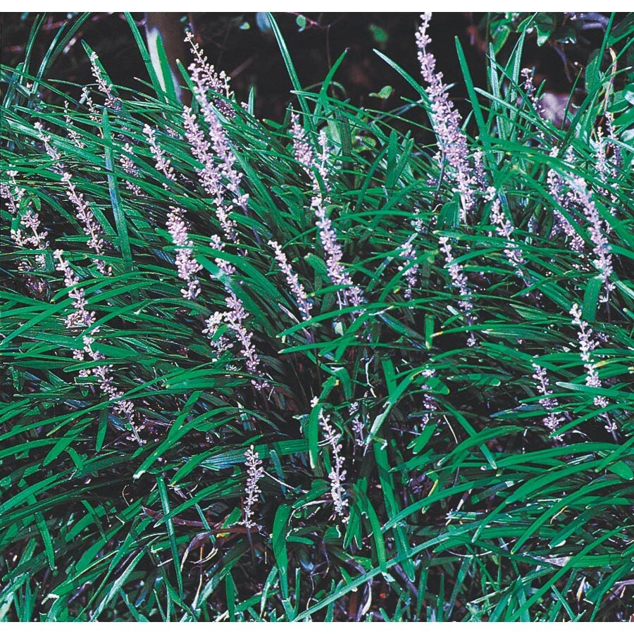 Lowe's NURSERY Blue Liriope Plant in 2.5 -Quart Pot