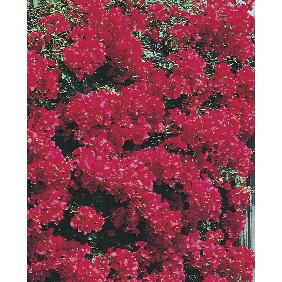 3Gallon Multicolor Bougainvillea Bush Flowering Shrub (L10024) at