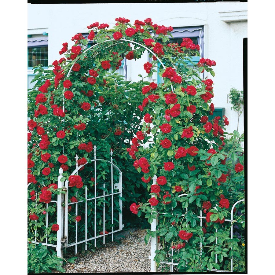 3.25Gallon Climbing Rose (L10152) at