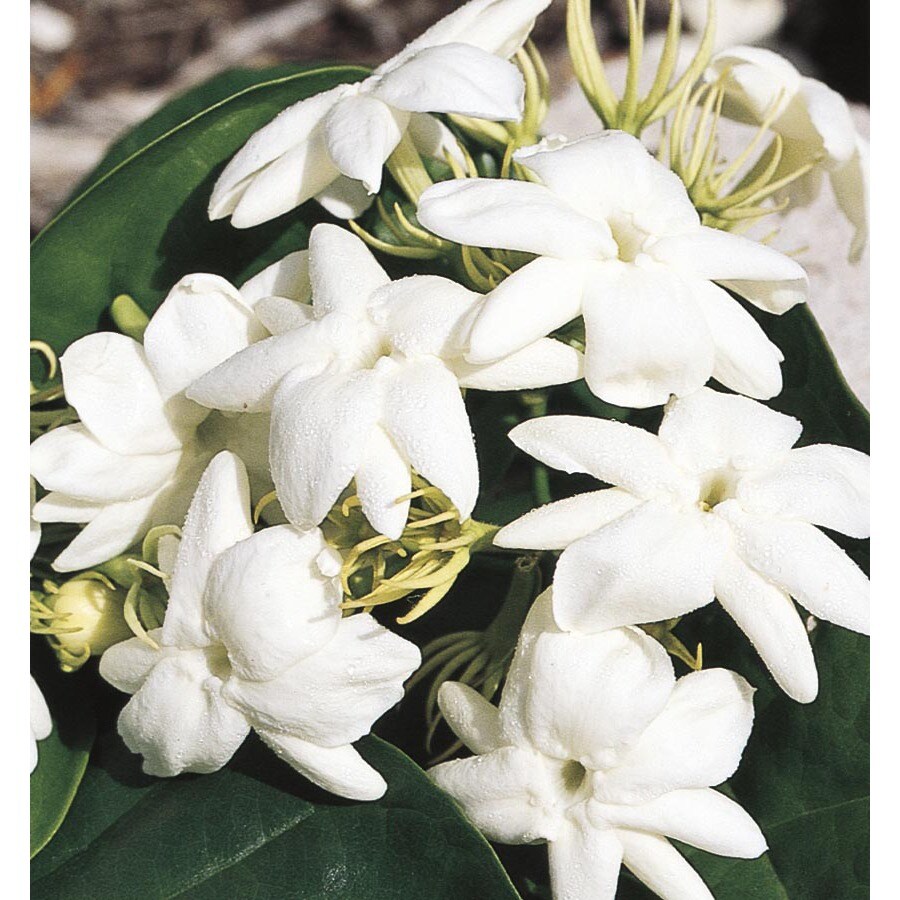  NURSERY White Arabian Jasmine Flowering Shrub In Pot (With Soil)