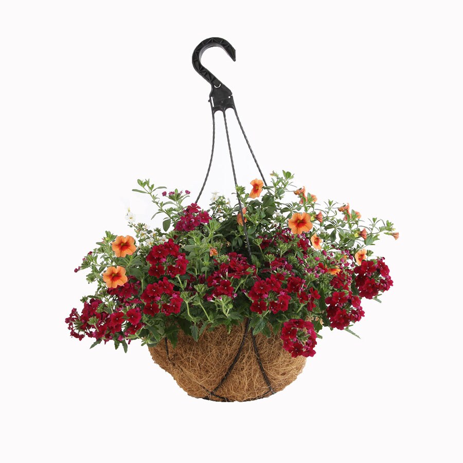 2-Gallon Multicolor Mixed Annuals Combinations in