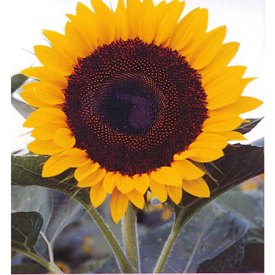 Shop FerryMorse Jade Sunflower (Lsp0238) at