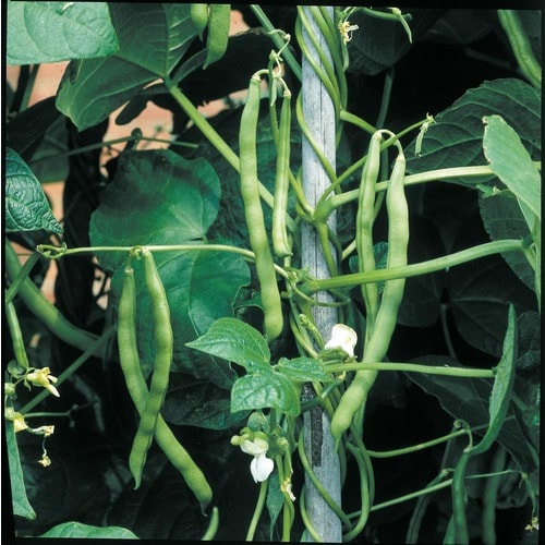 Ferry-Morse Malibu Pole Bean Plant (Lsp0014) in the Vegetable Plants ...