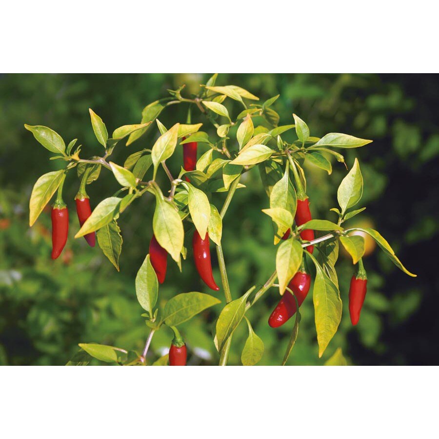 FerryMorse Thai Poinsettia Pepper Plant (Lsp0181) at