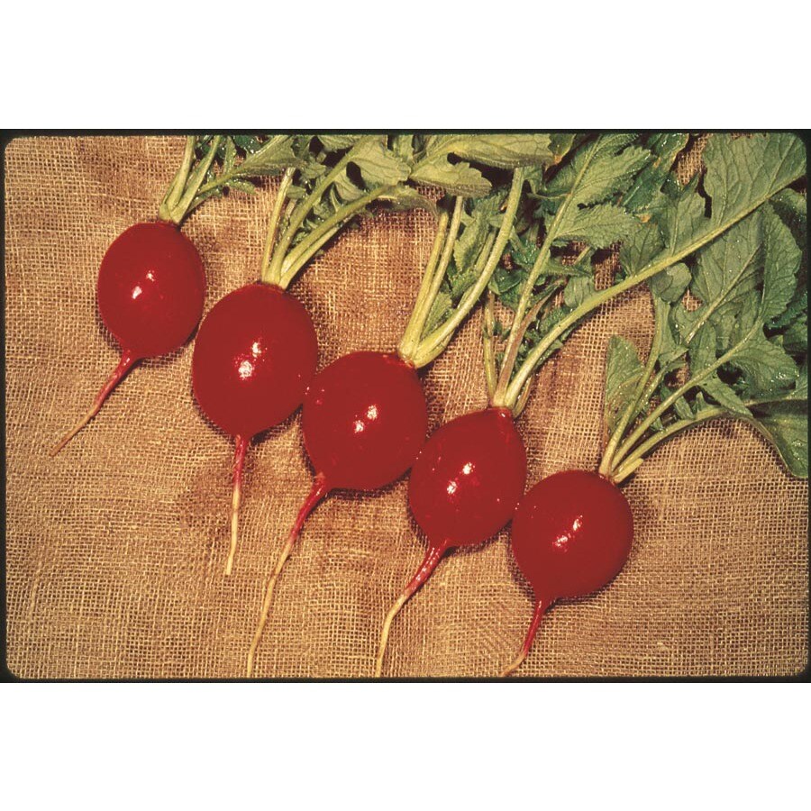 Ferry Morse Red Silk Radish Plant Lsp08 In The Vegetable Plants Department At Lowes Com