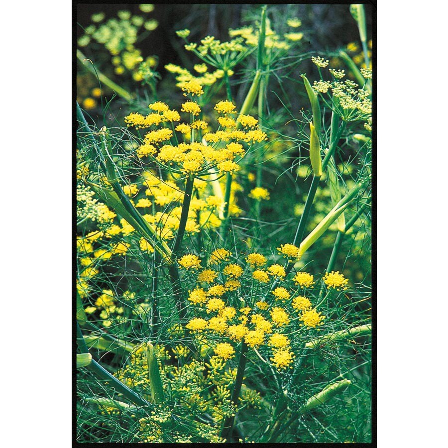 Ferry Morse Bouquet Fennel Lb20087 In The Herb Plants Department At Lowes Com