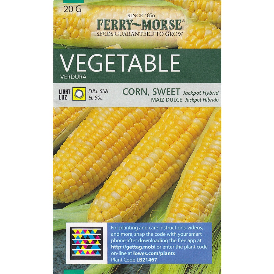 FerryMorse Corn Sweet Jackpot Hybrid Vegetable Seed Packet at