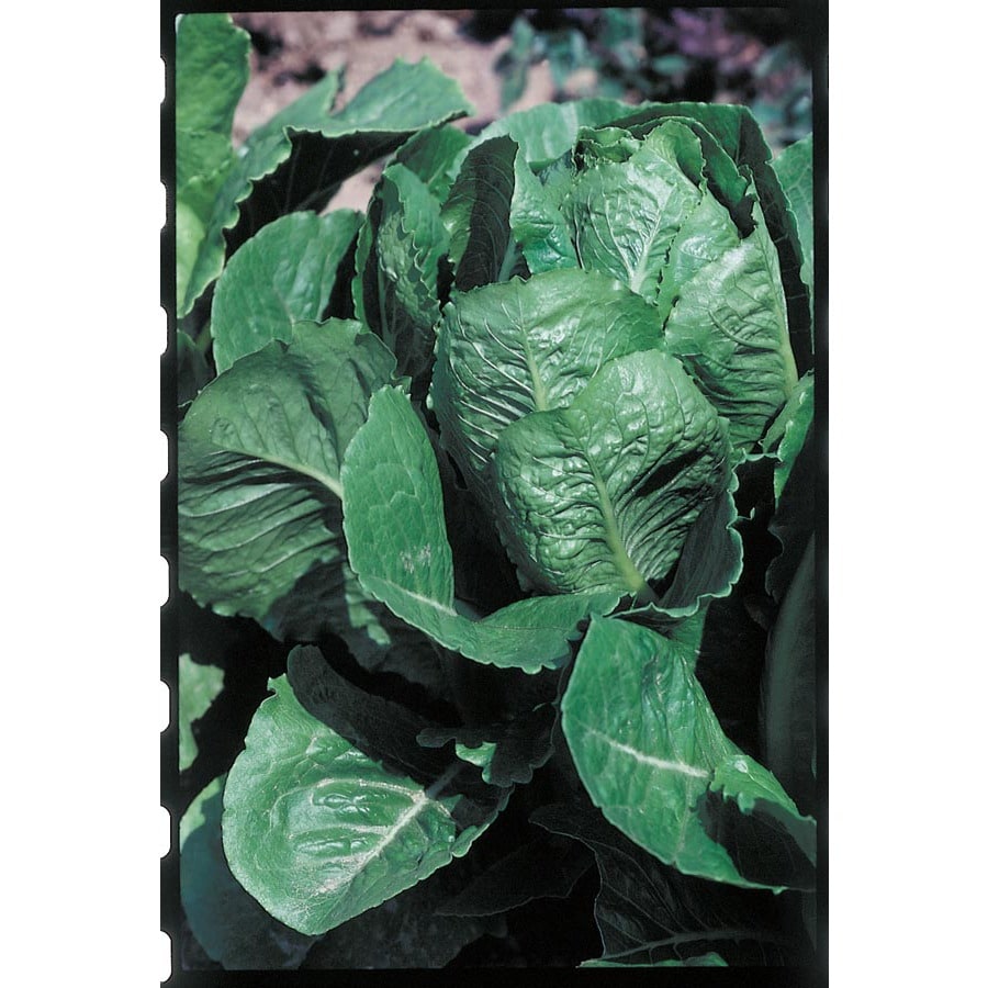 Ferry-Morse 0816 Parris Island Romaine Lettuce Plant