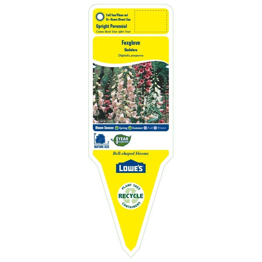 Lowe's NURSERY perennials - View #6
