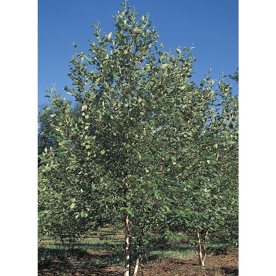 27.17Gallon Yellow Duraheat; Clump River Birch Feature Tree in Pot