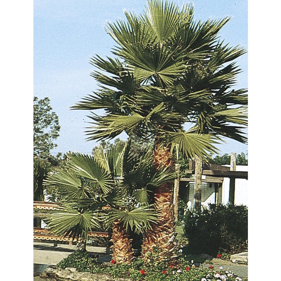 6.09-Gallon in Pot Mexican Fan Palm (L3048)