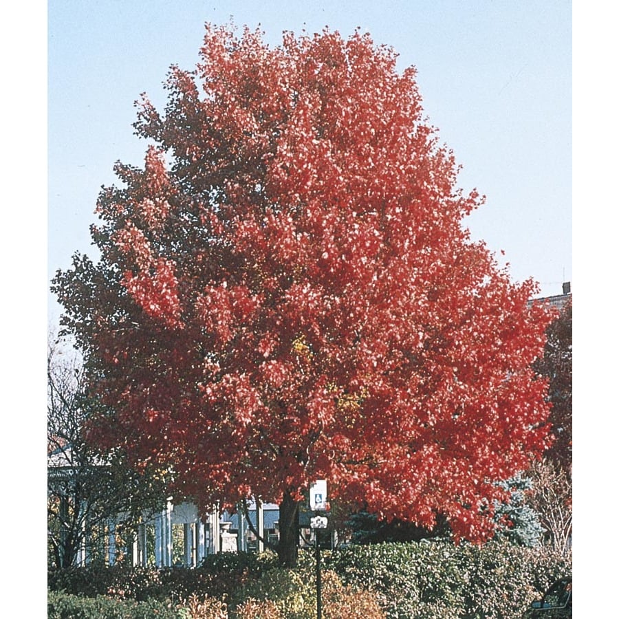 maple tree lowes shop 45 28 gallon october maple shade tree l3171 at lowes maple tree lowes shop 45 28 gallon october maple shade tree l3171 at lowes