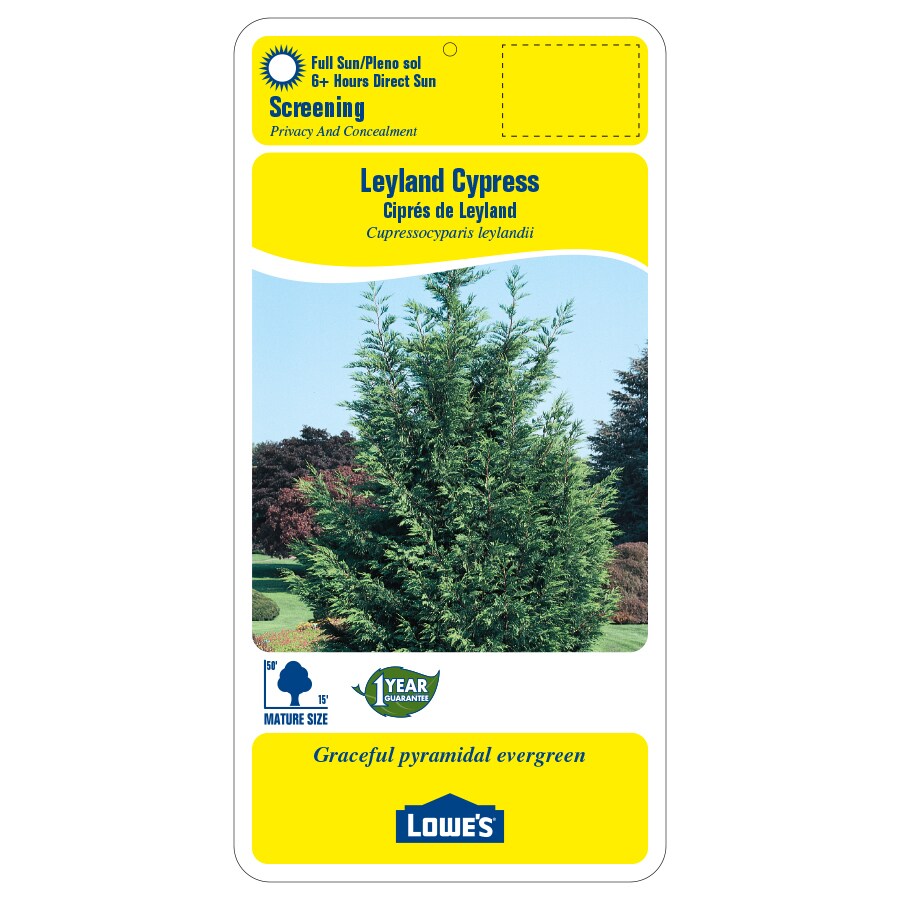 Unbranded 13.35-gal Cypress Leyland At Lowes.com