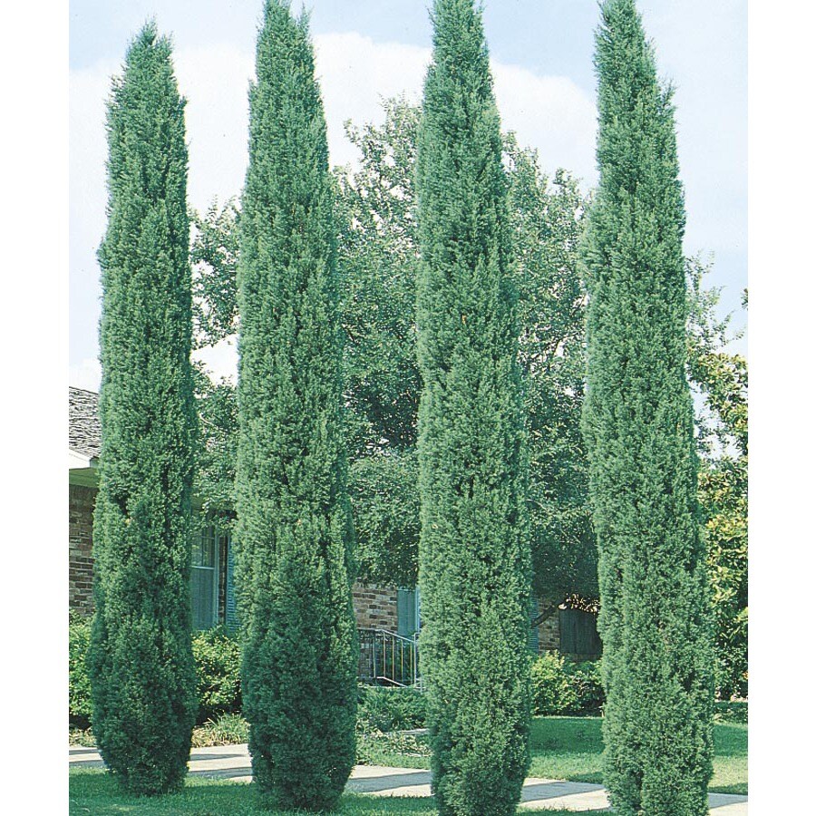 shop 2 5 gallon italian cypress feature tree l3291 at shop 2 5 gallon italian cypress feature tree l3291 at