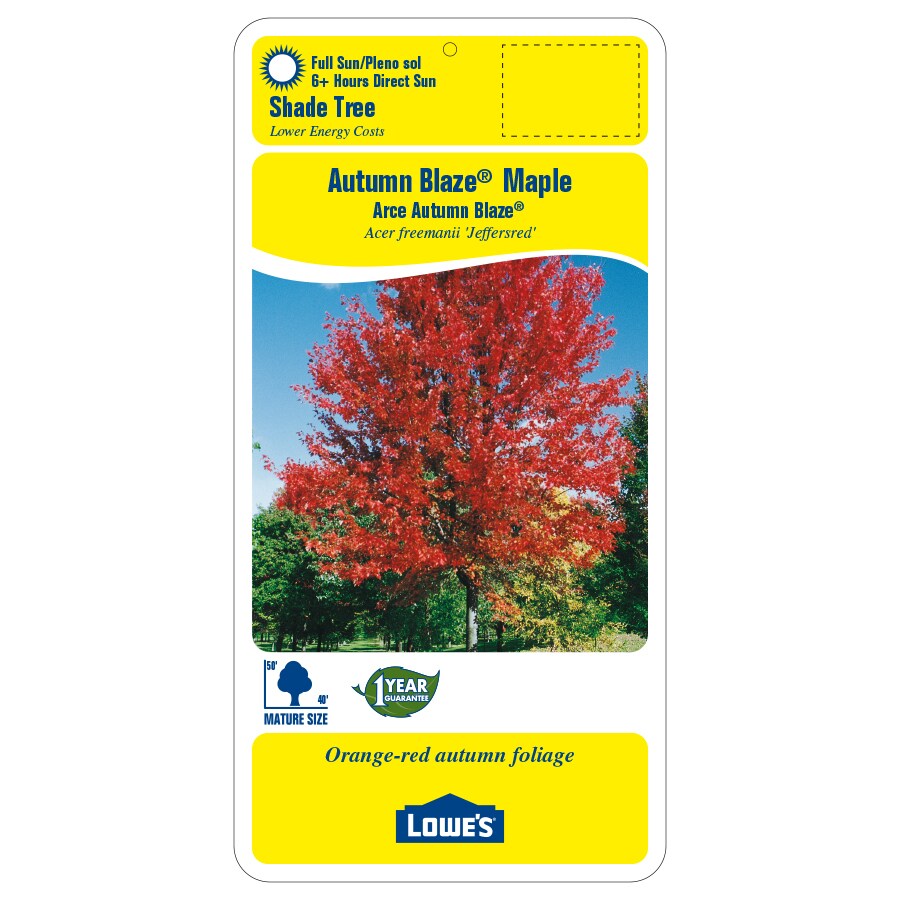 9.64-Gallon Yellow Autumn Blaze; Maple Shade Tree in Pot (With Soil ...