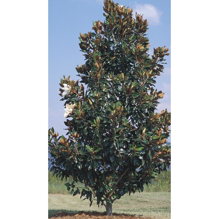 shop-45-28-gallon-little-gem-magnolia-flowering-tree-l1157-at-lowes