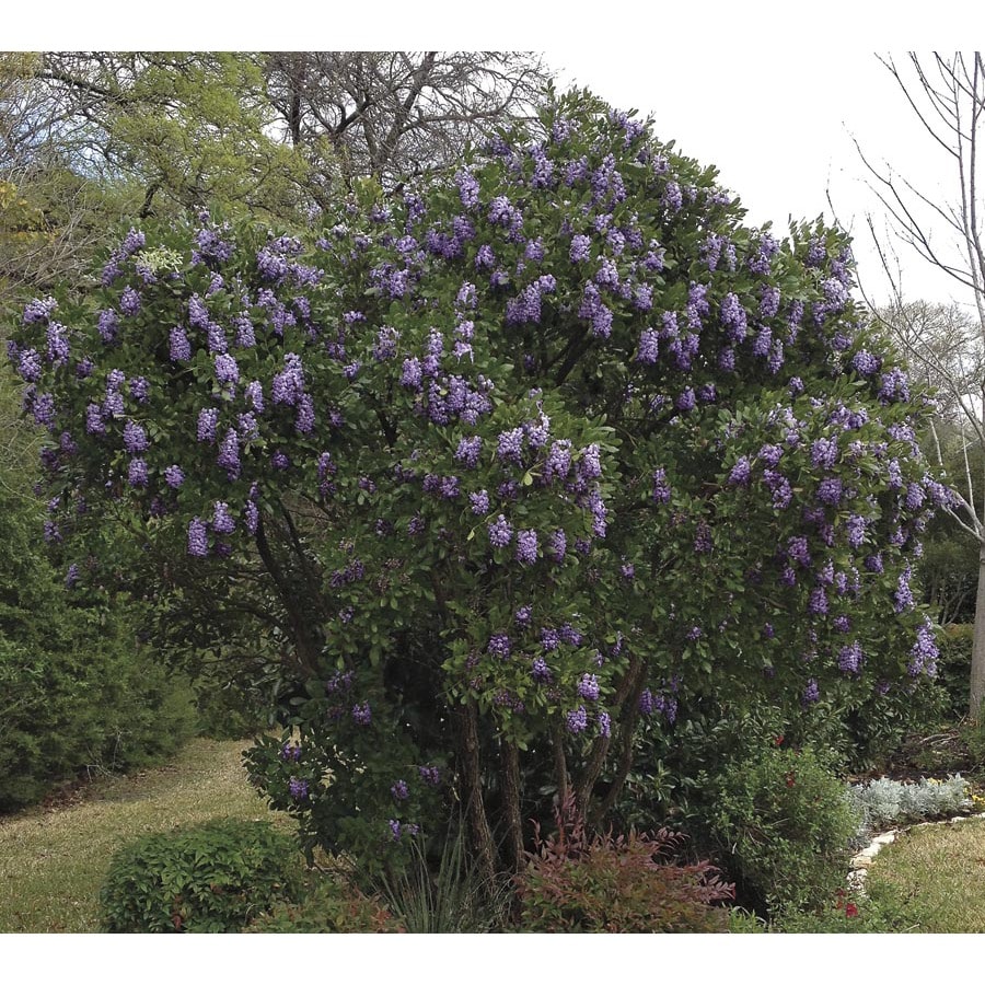 6.09Gallon Lavender Texas Mountain Laurel Flowering Shrub in Pot (L3894) at Lowes.com