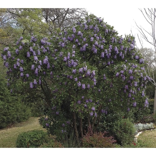 13.5-Gallon Lavender Texas Mountain Laurel Flowering Shrub ...