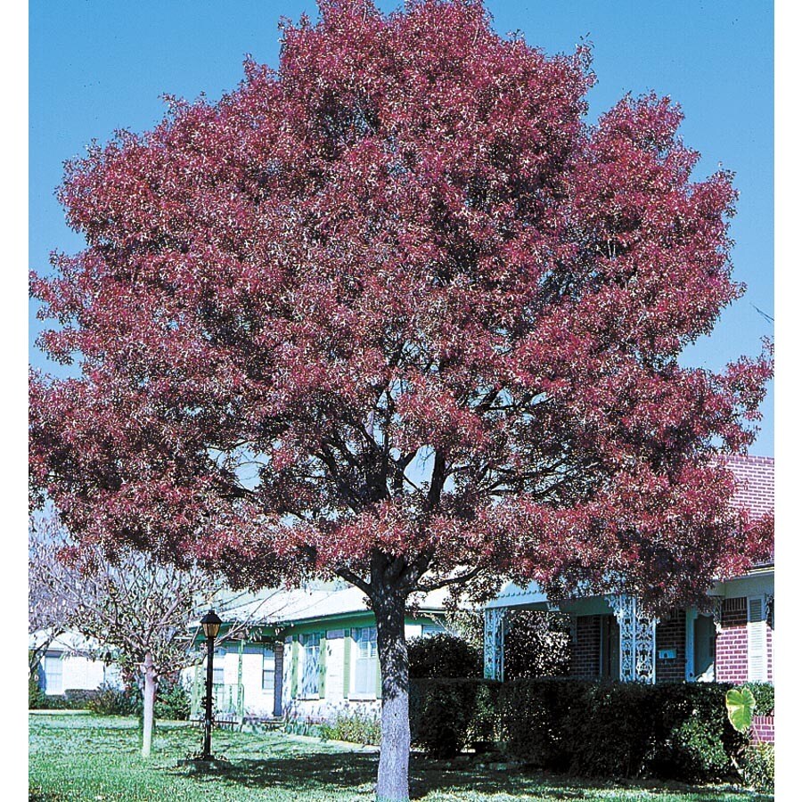 27.17-Gallon Shumard Oak Shade Tree in Pot (With Soil) (L1085)