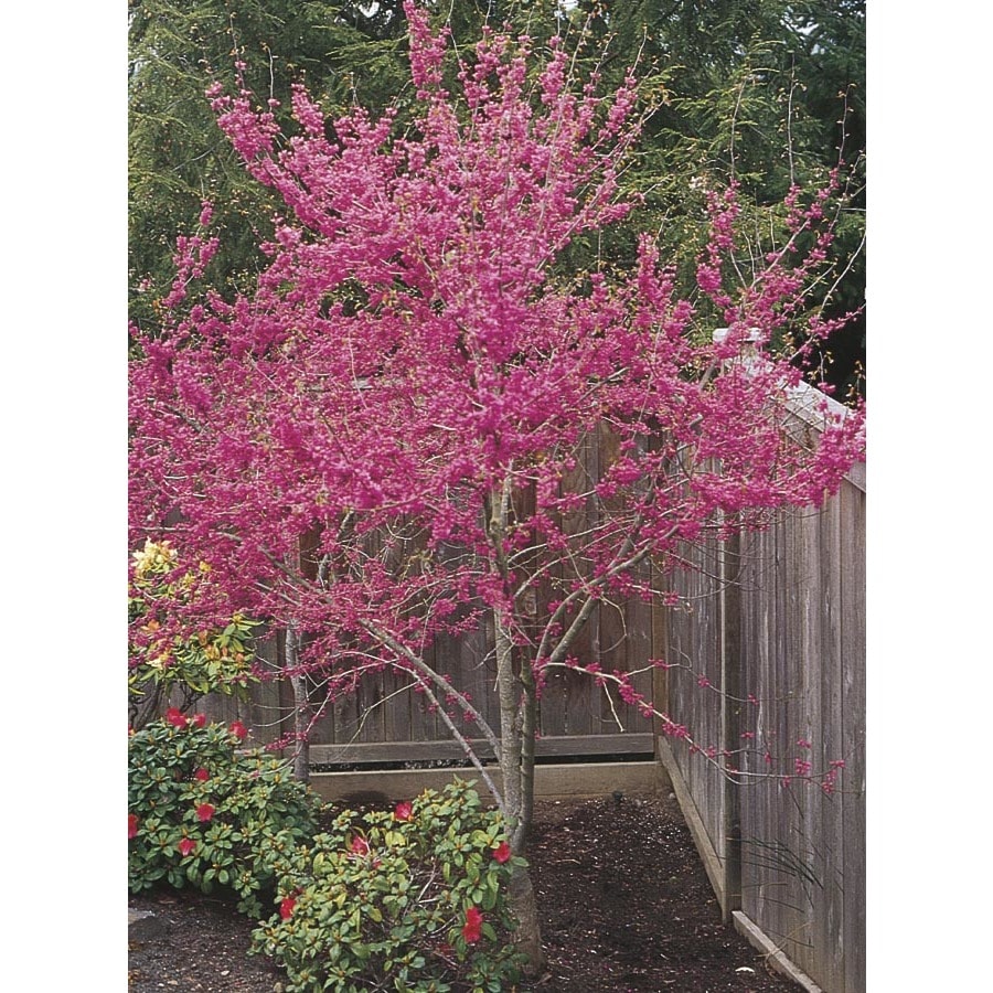 27.17-Gallon Violet Oklahoma Redbud Flowering Tree in Pot (With Soil