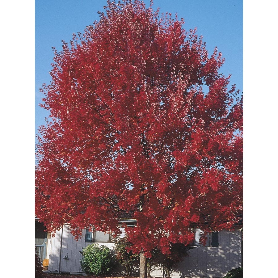 Image is of mature tree; shop your local Lowe's for trees specific to 