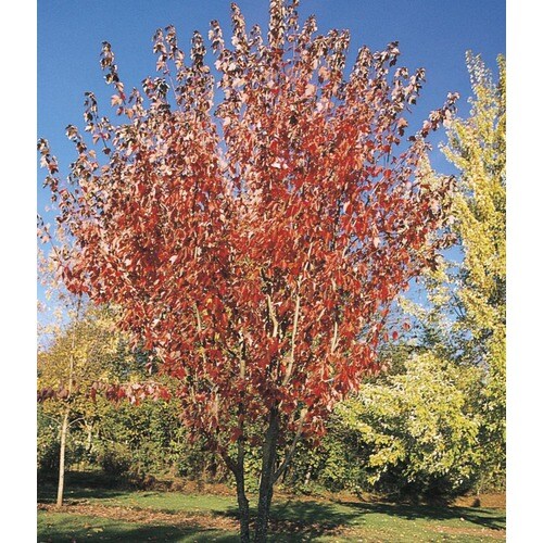 27.17Gallon Summer Red Maple Shade Tree in Pot (L24199) in the Trees