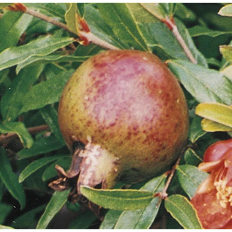 Pomegranate Fruit Plants at