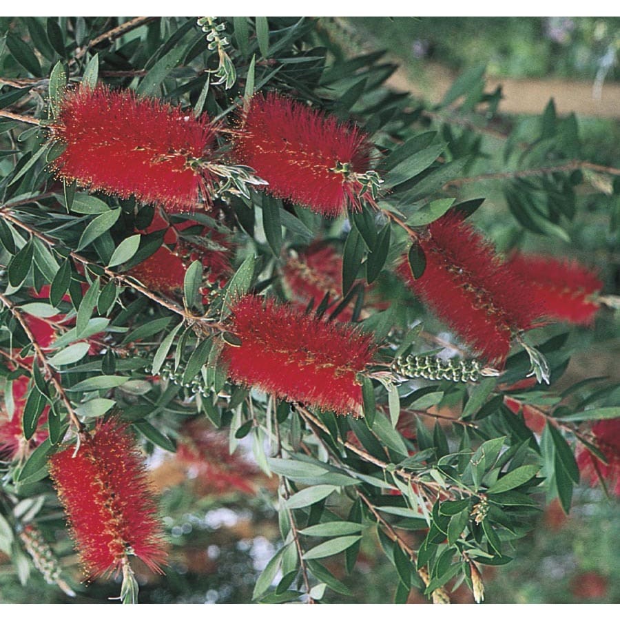 13.35-Gallon Red Weeping Bottlebrush Feature Tree in Pot ...