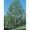 9.64-Gallon Lanceleaf Cottonwood Shade Tree in Pot (With Soil) (L11767 ...