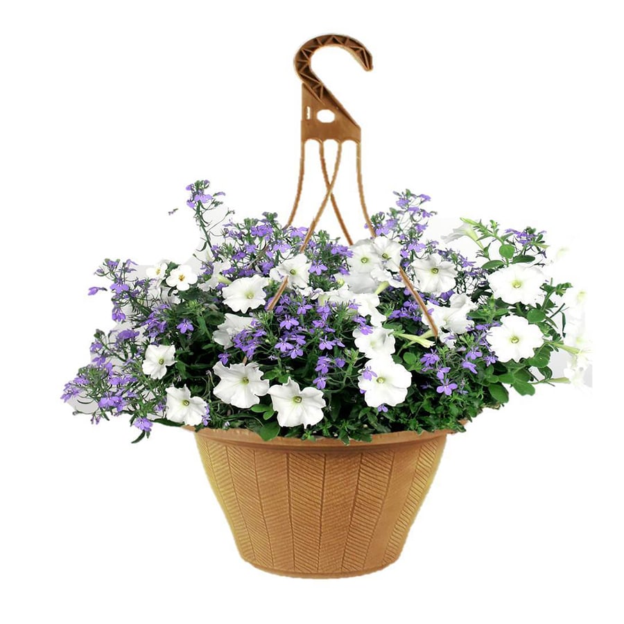2Gallon Multicolor Combo in Hanging Basket at