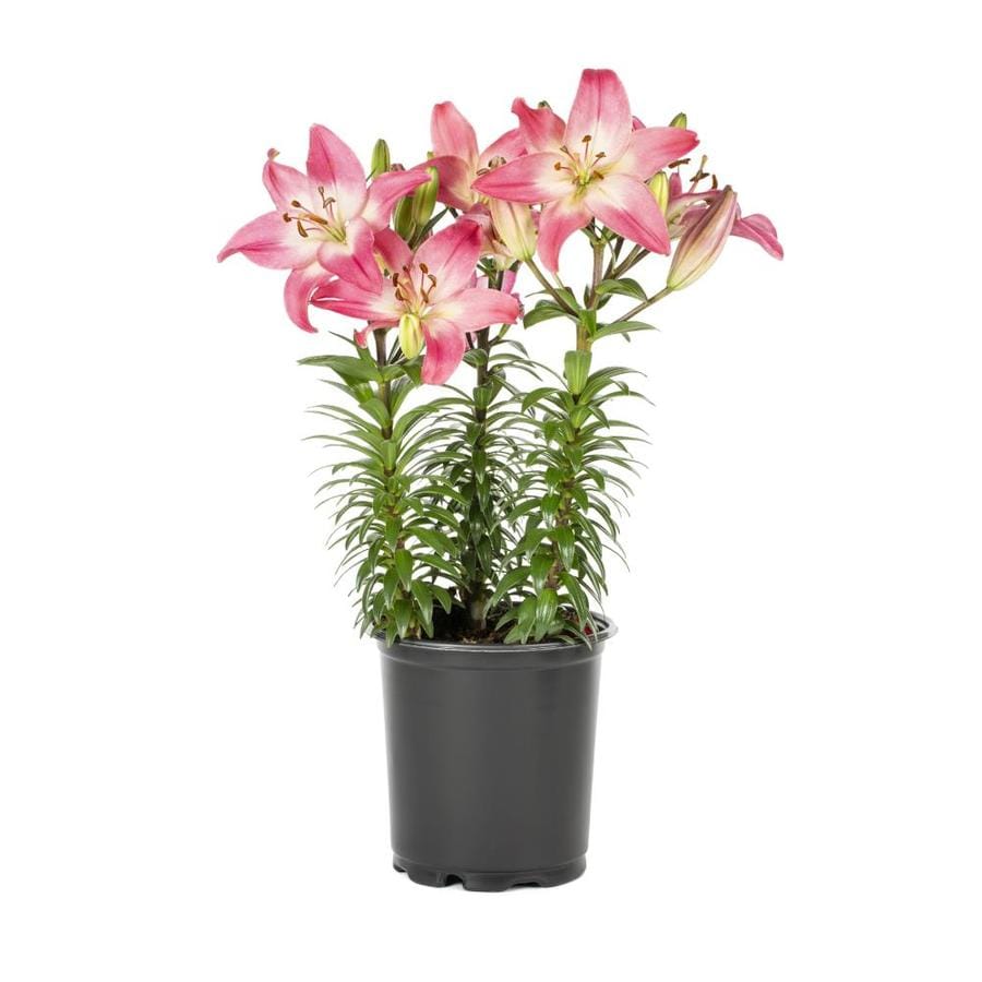 Shop 2.5Quart Potted Asiatic Lily (LW01857) at