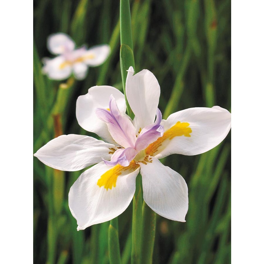 2Gallon African Iris (L3155) at