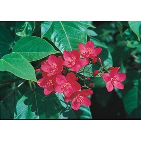 Tropical Plants At Lowes 2 Gallon Buddha Belly Lw01112
