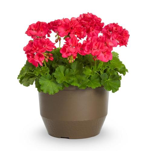 1.75-Gallon Multicolor Geranium in Planter (L5450) in the Annuals ...