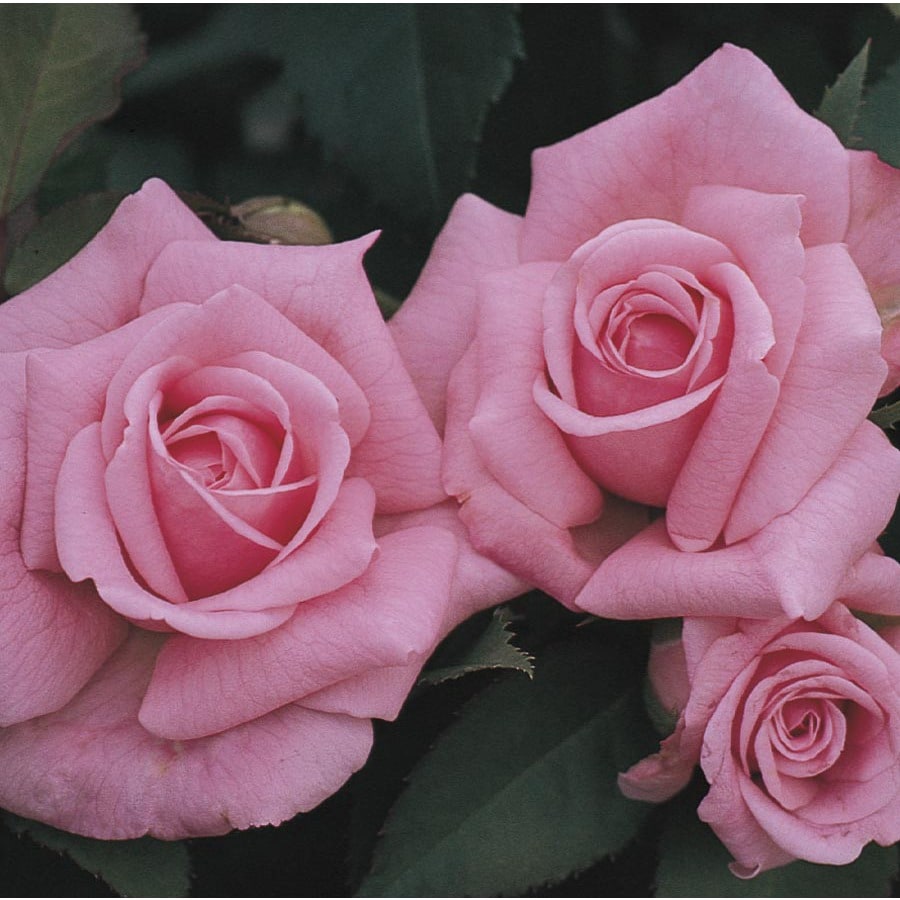 Pink Belinda's Dream Rose (L14391) at Lowes.com