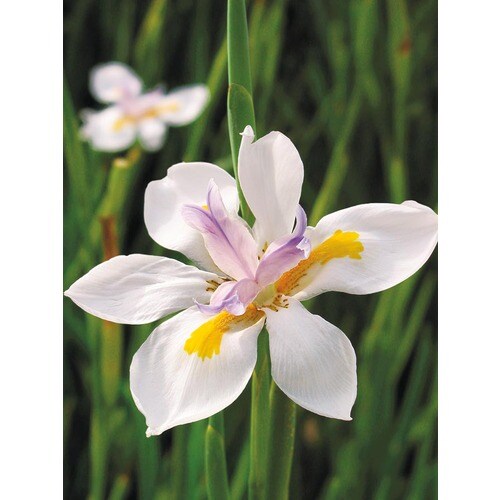 2.25Gallon in Pot African Iris (L3155) in the Perennials department at