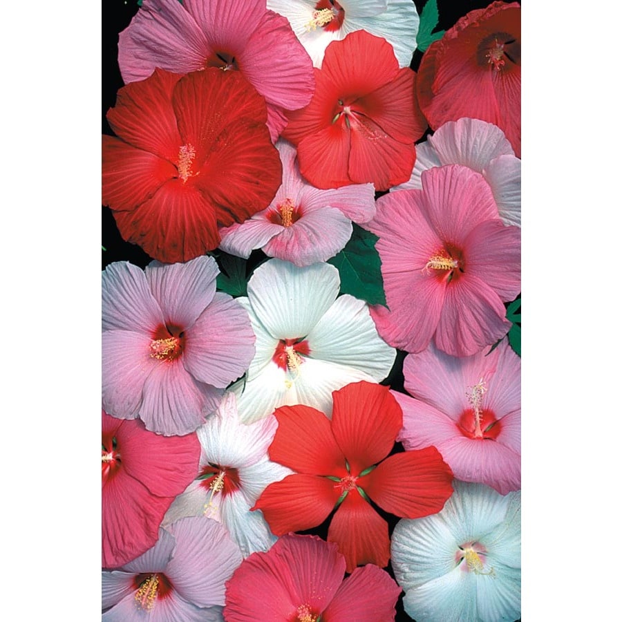 2.25Gallon Potted Hardy Hibiscus (L2556) at