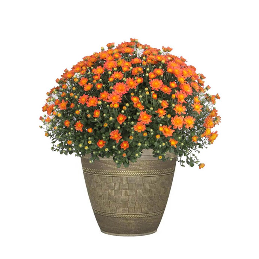 Outdoor Silk Potted Mums at Jamie Davis blog