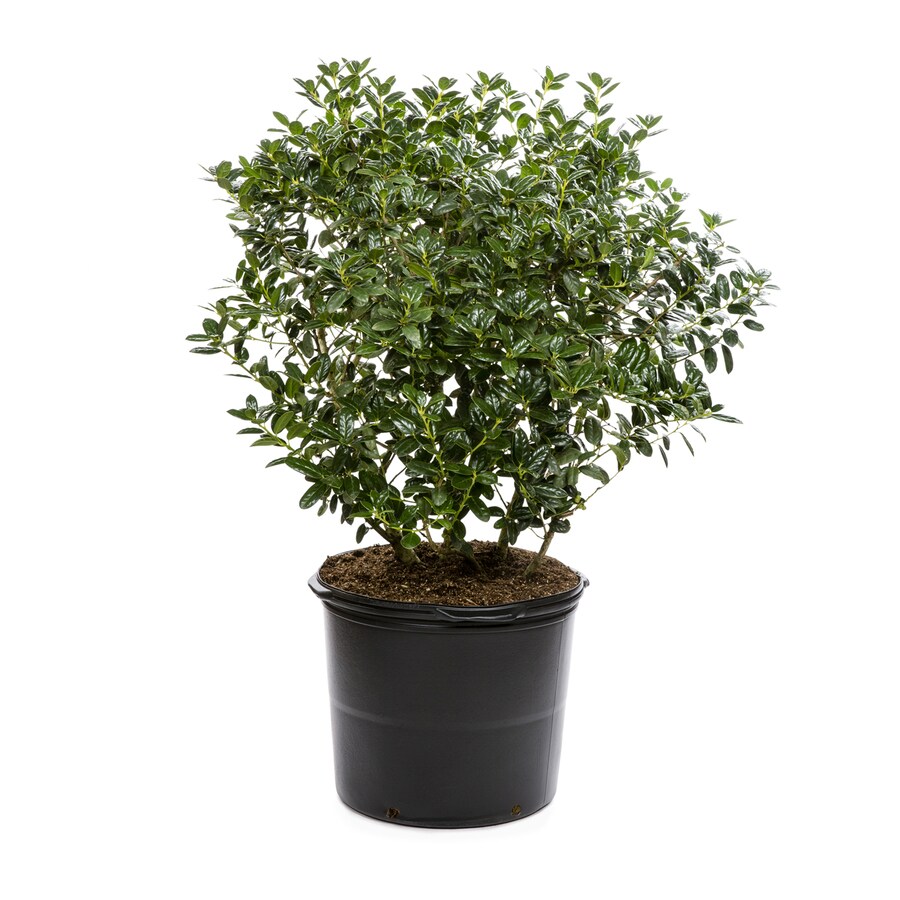 5Gallon White Dwarf Burford Holly Foundation/Hedge Shrub in Pot (L7074