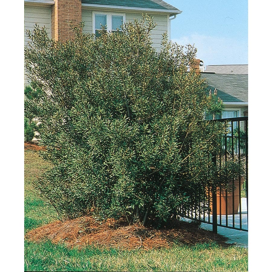 southern wax myrtle hedge