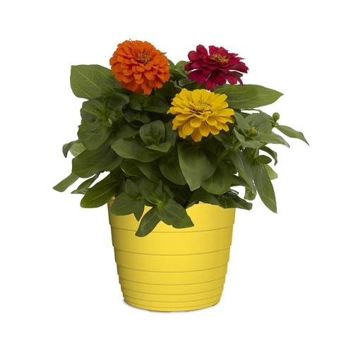 3Quart Multicolor Zinnia in Pot (L6859) in the Annuals department at