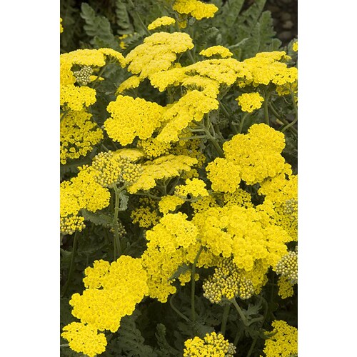 Monrovia 3Quart in Coronation Gold Yarrow at