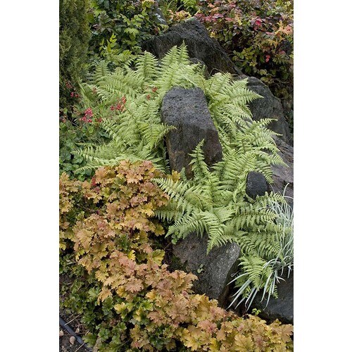 Monrovia 3-Quart in Pot Ghost Fern in the Perennials department at ...