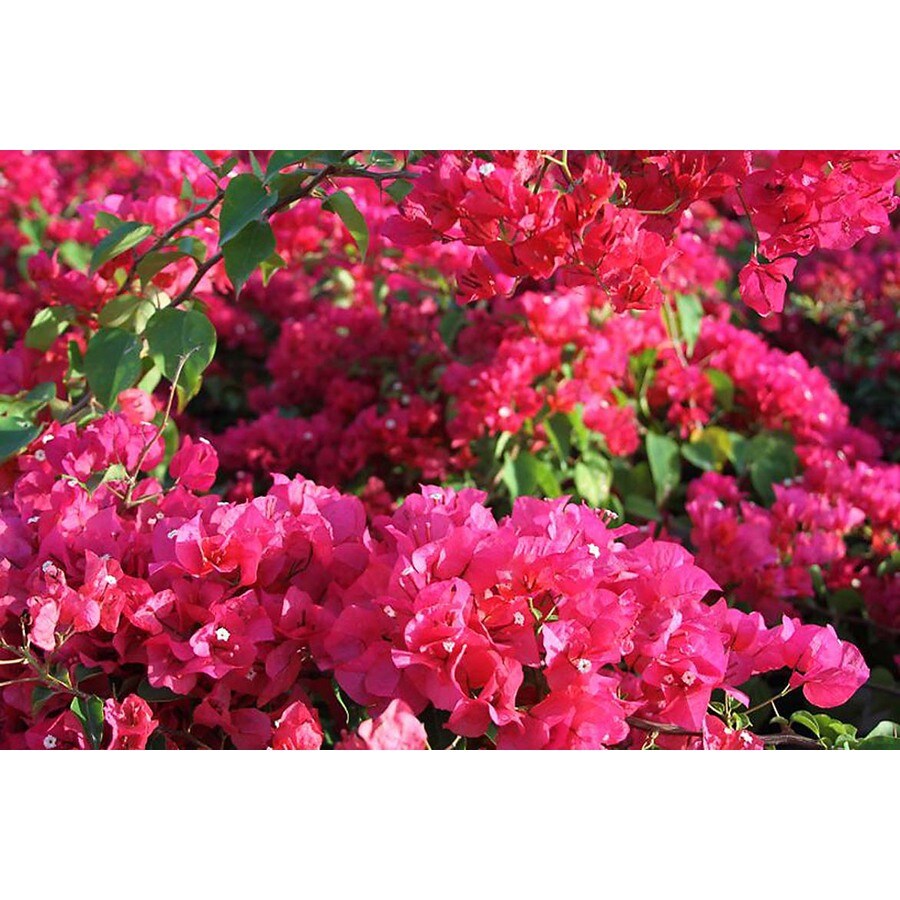 Monrovia 3 Quart OoLaLa Bougainvillea at